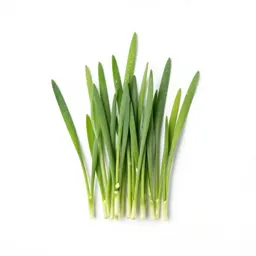 Barley grass