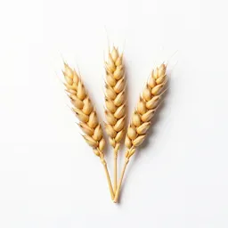 Barley