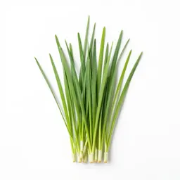 Barnyard grass