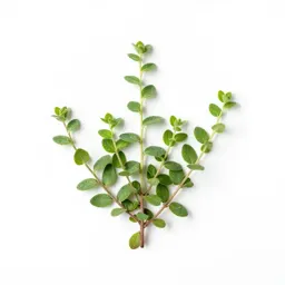 Barrenwort