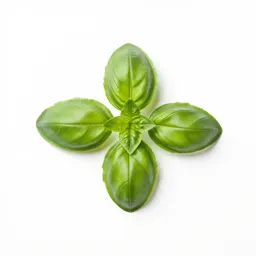 Basil