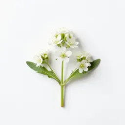 Bastard feverfew