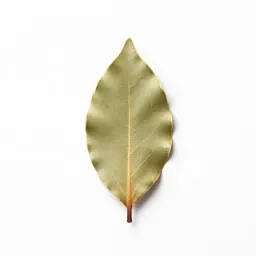 Bay leaf