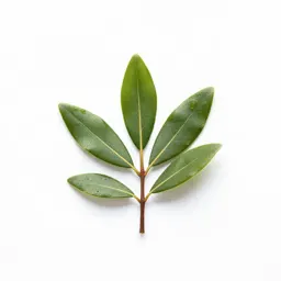 Bay myrtle