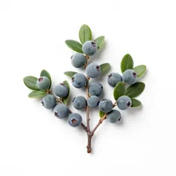 Bayberry
