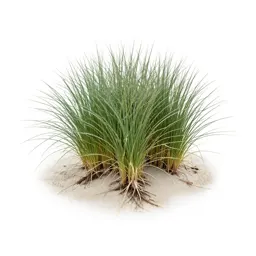 Beach grass