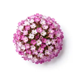 Beach sand verbena
