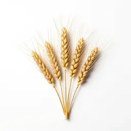 Bearded wheatgrass