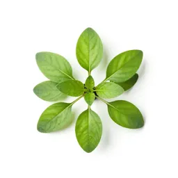 Beefsteak plant