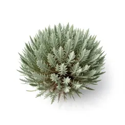 Big sagebrush