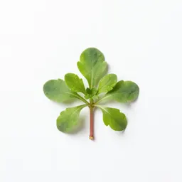 Bittercress
