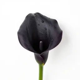 Black calla