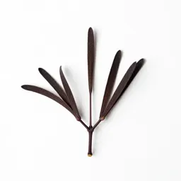 Black cohosh