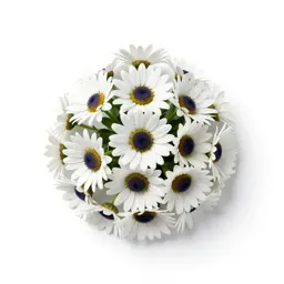 Blackfoot daisy