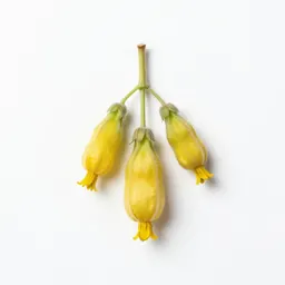 Bladderpod