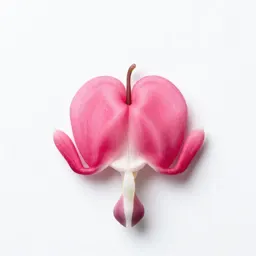 Bleeding heart