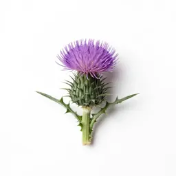 Blessed thistle