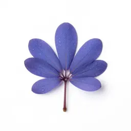 Blue cohosh