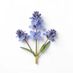 Blue fleabane