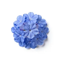 Blue jasmine