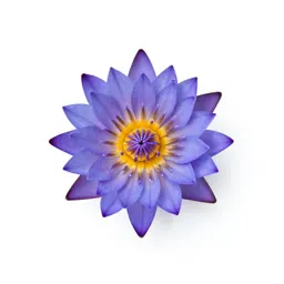 Blue lotus