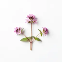 Bog pimpernel