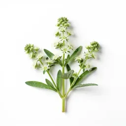 Boneset