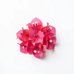 Bougainvillea