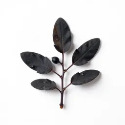 Bristly sarsaparilla
