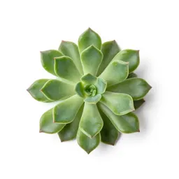 Broad-leaved montia