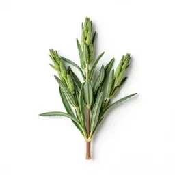 Bud brush