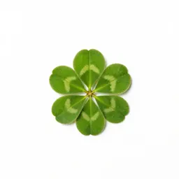 Buffalo clover
