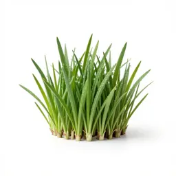 Buffalo grass
