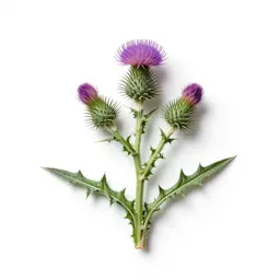 Bull thistle
