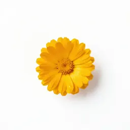 Bur marigold