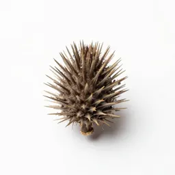 Burdock