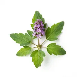 Butterbur