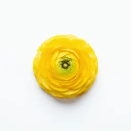 Buttercup