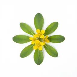 Butterweed