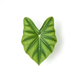 Caladium