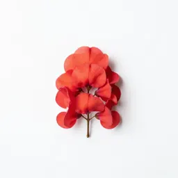 Calliandra