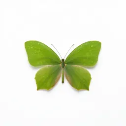 Calliopsis