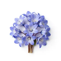 Campanula