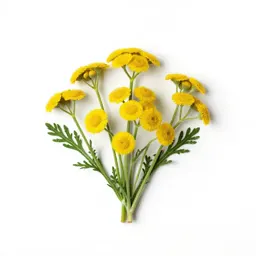 Camphor dune tansy