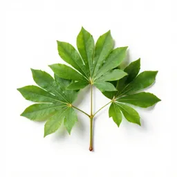 Caper tree