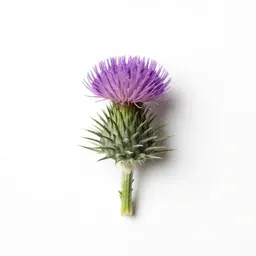 Carline thistle