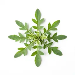 Carpetweed