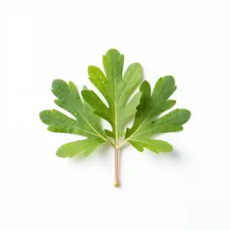 Caryophyllaceous plant