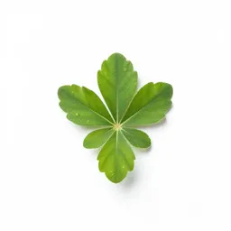 Chamois cress