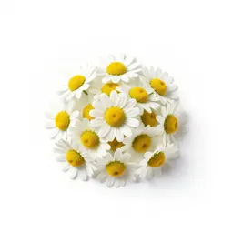 Chamomile